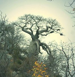 arbre.jpg